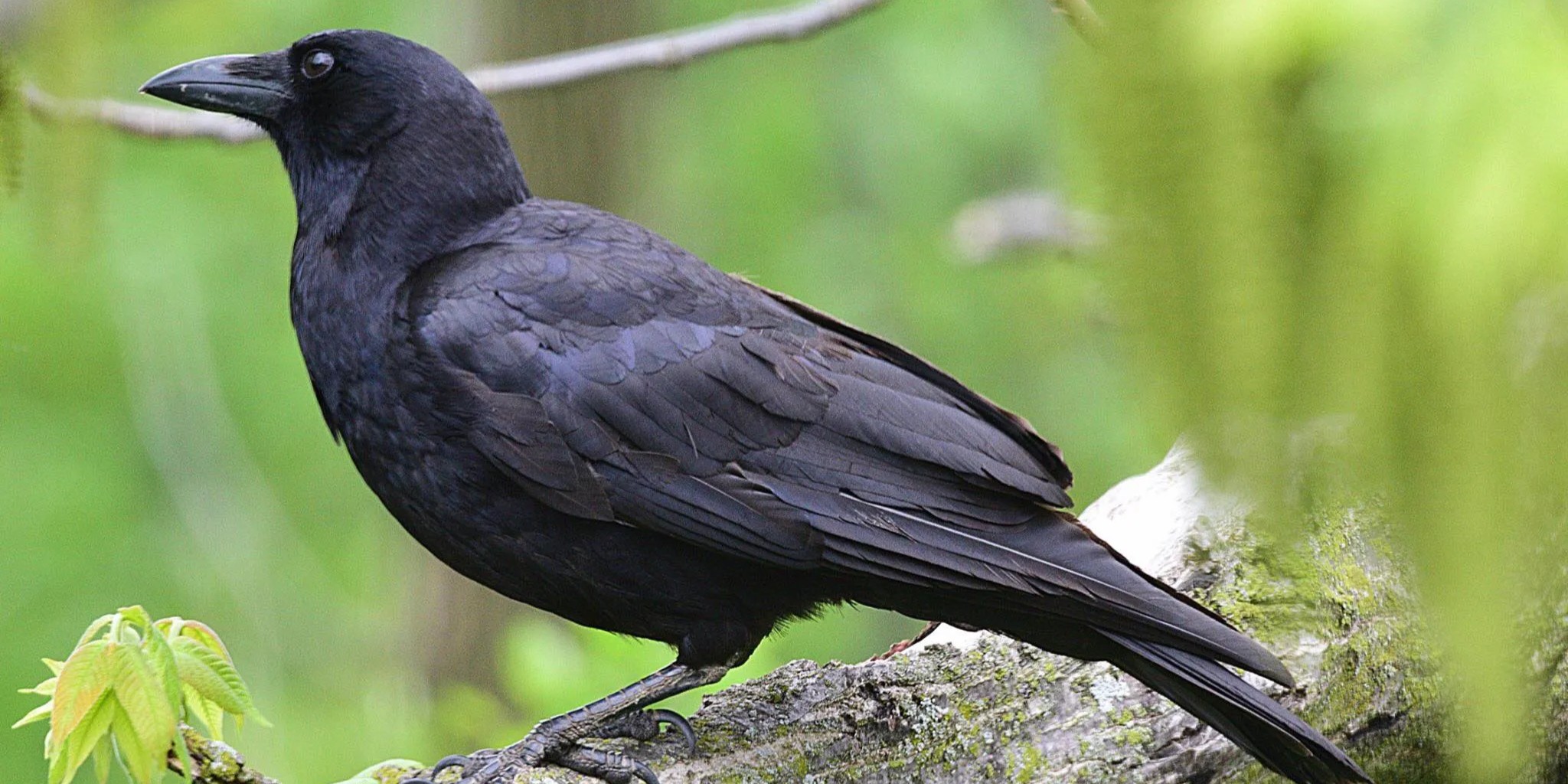 american crow