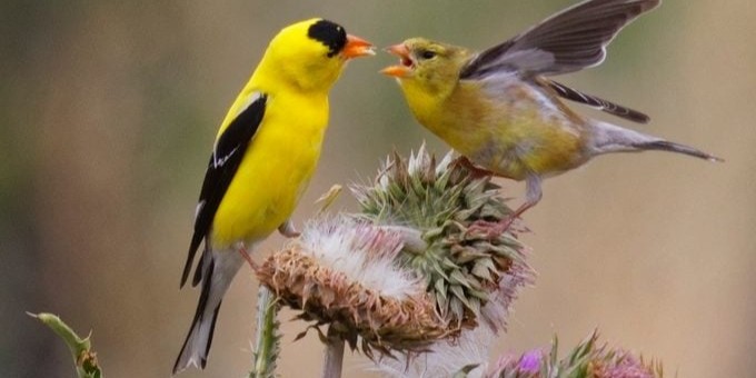 americangoldfinch