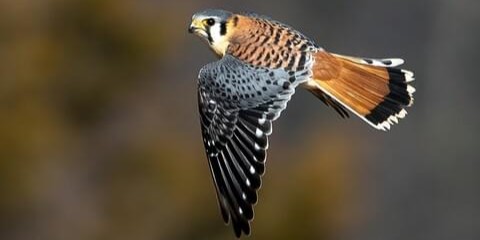 american kestrel