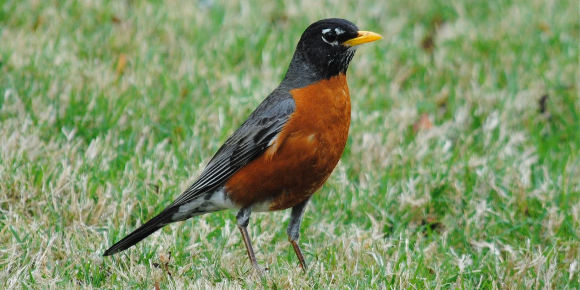 americanrobin