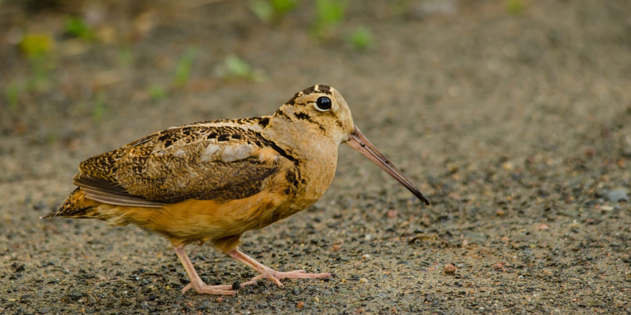 americanwoodcock