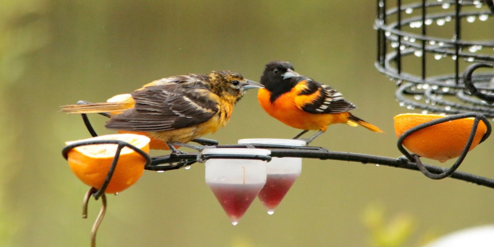 baltimoreoriole