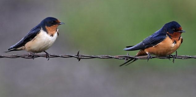 barnswallow