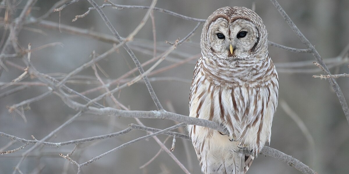 barredowl