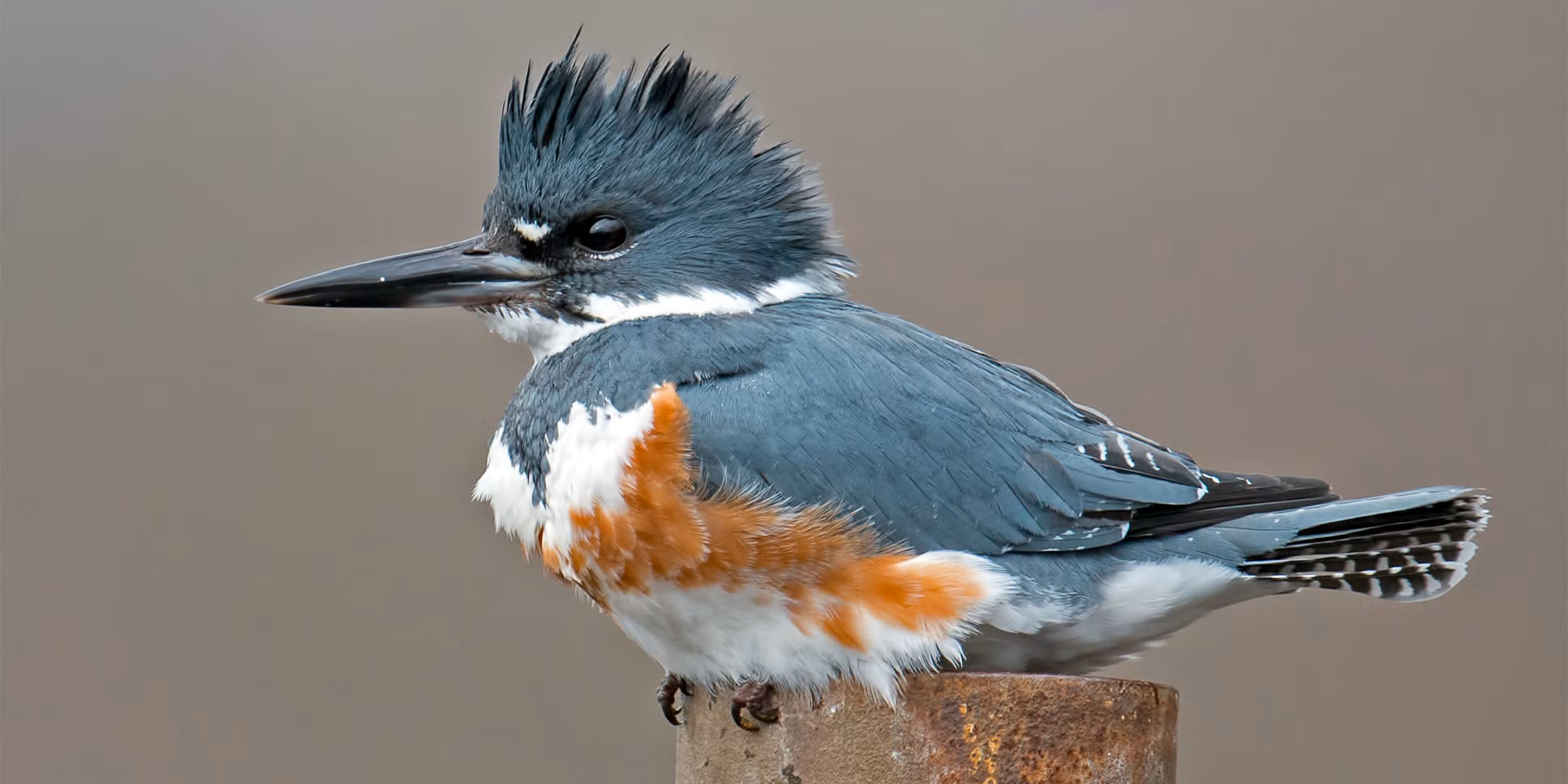 beltedkingfisher
