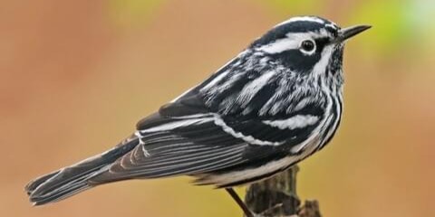 blackandwhitewarbler