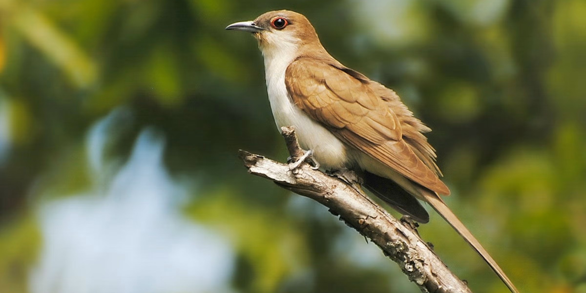 blackbilledcuckoo