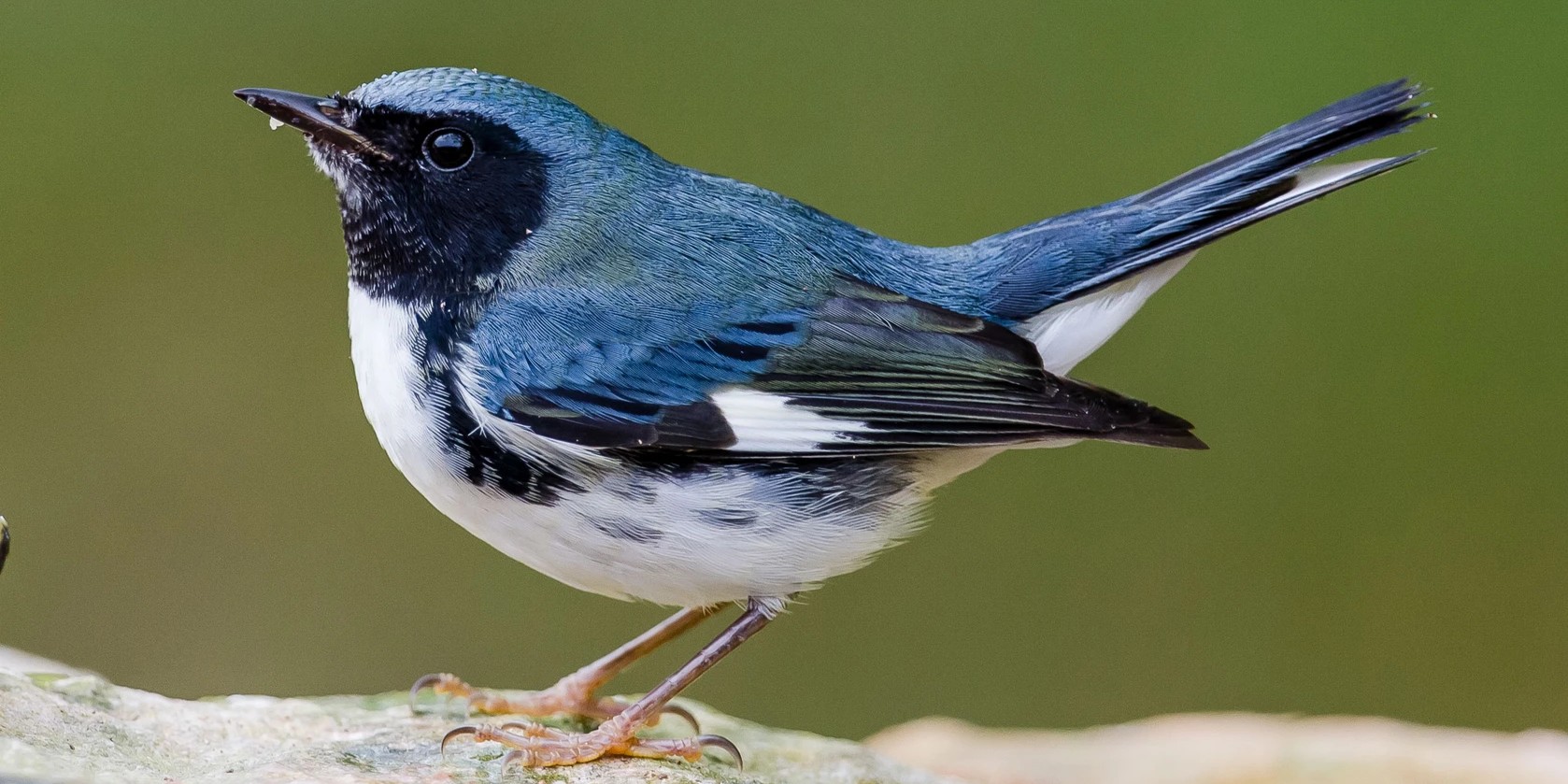 blackthroatedbluewarbler