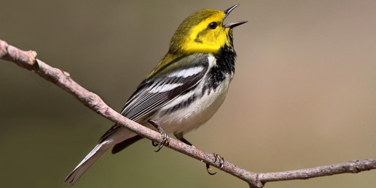 blackthroatedgreenwarbler