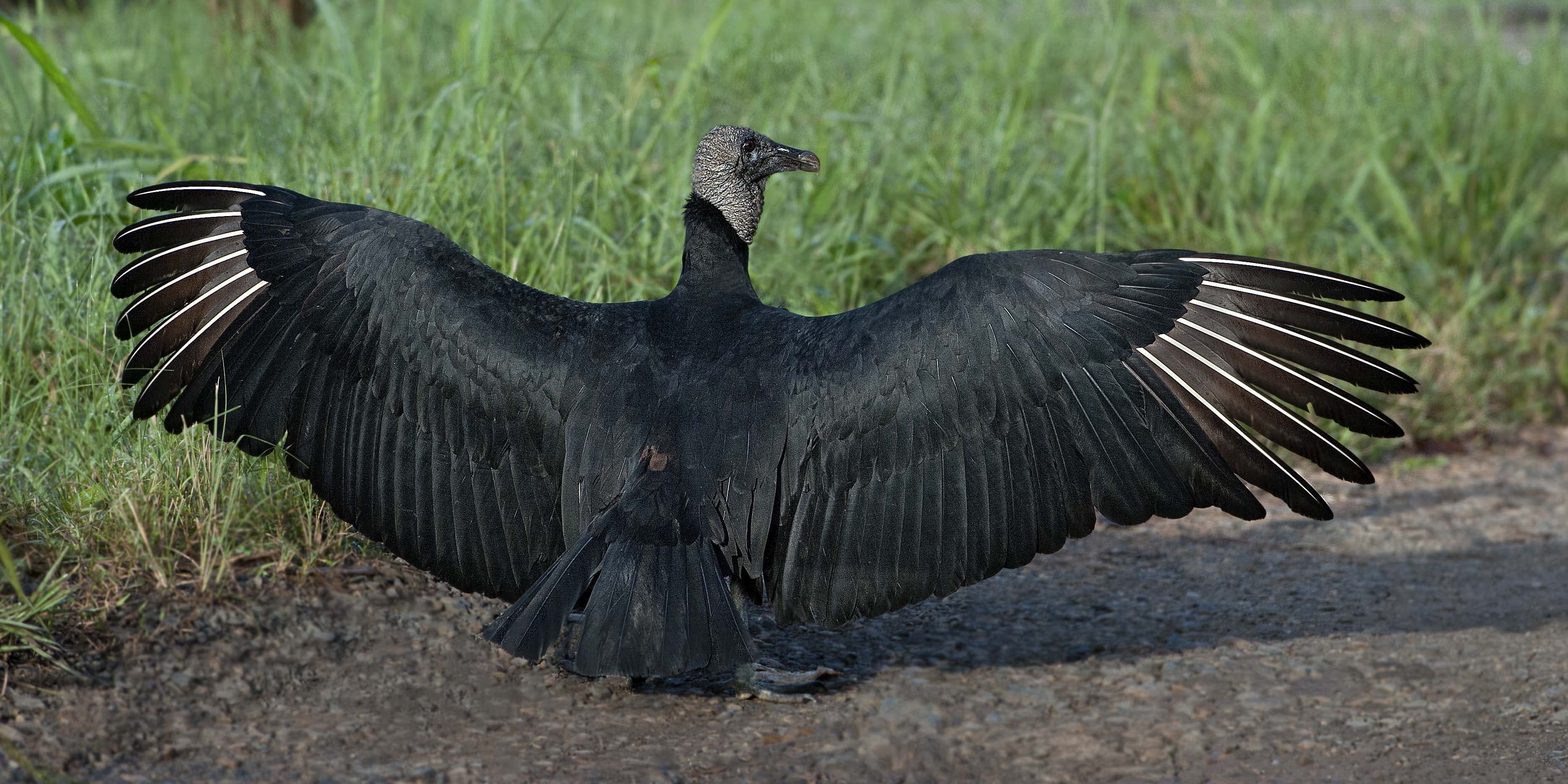 black vulture