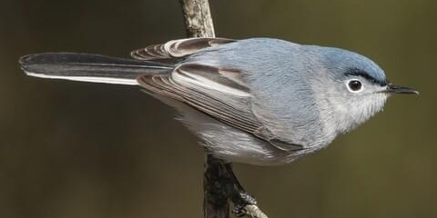 bluegraygnatcatcher