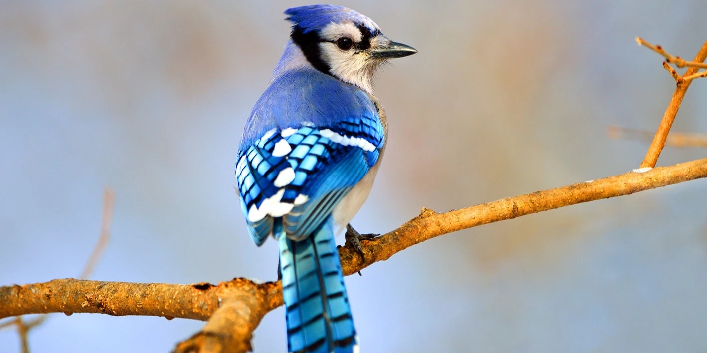 bluejay