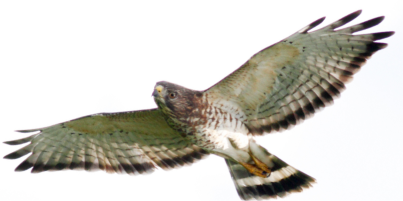 broad-winged hawk