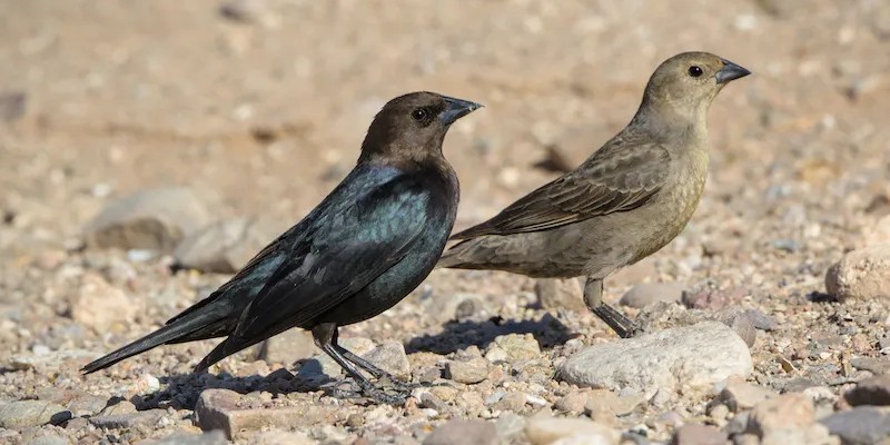 brownheadedcowbird