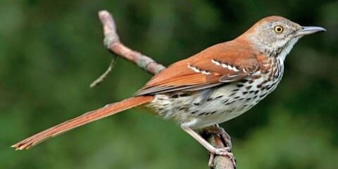 brownthrasher