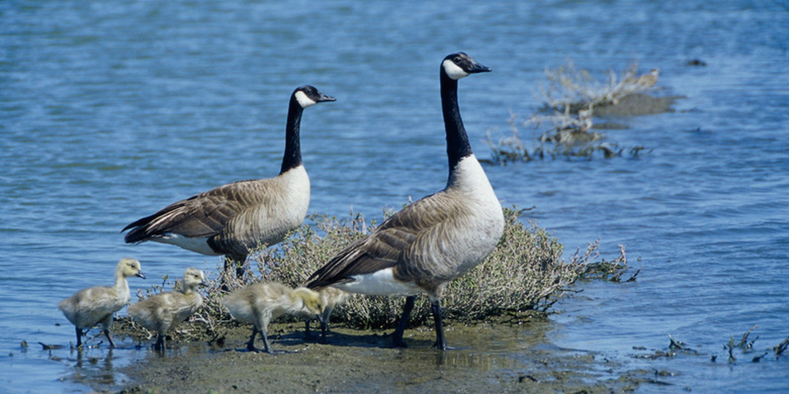 canada goose