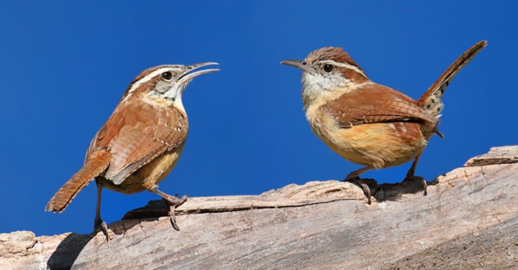carolinawren