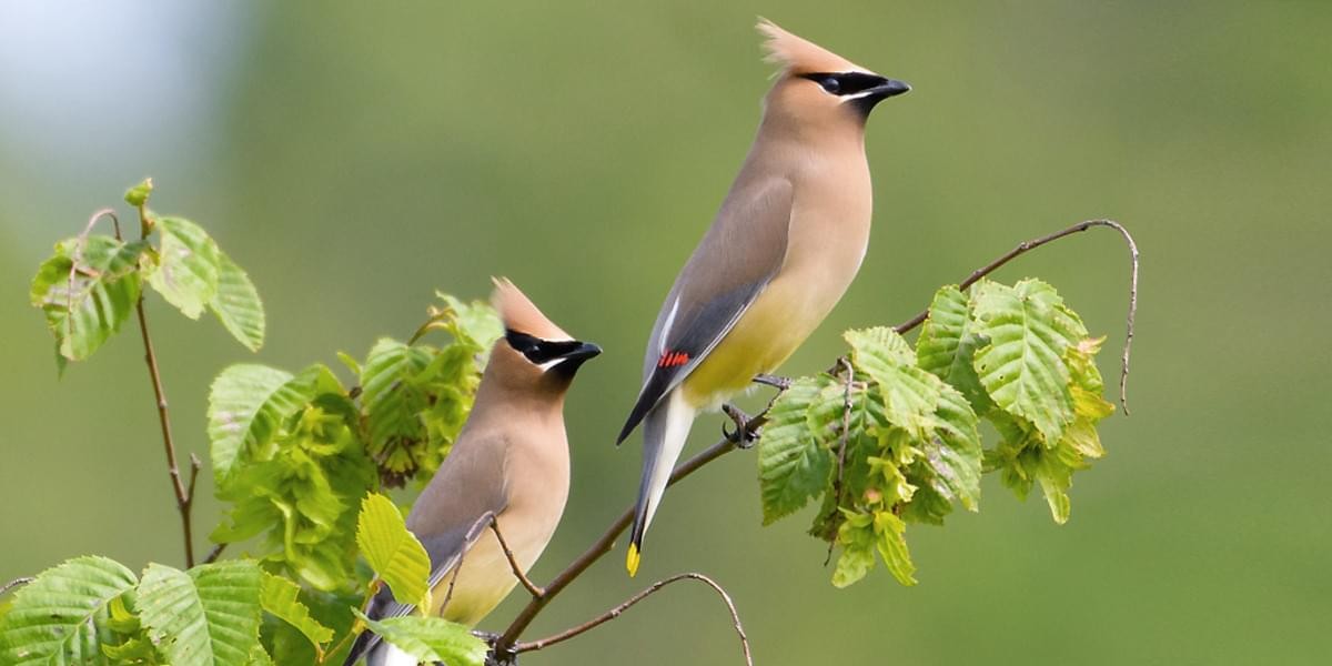 cedarwaxwing