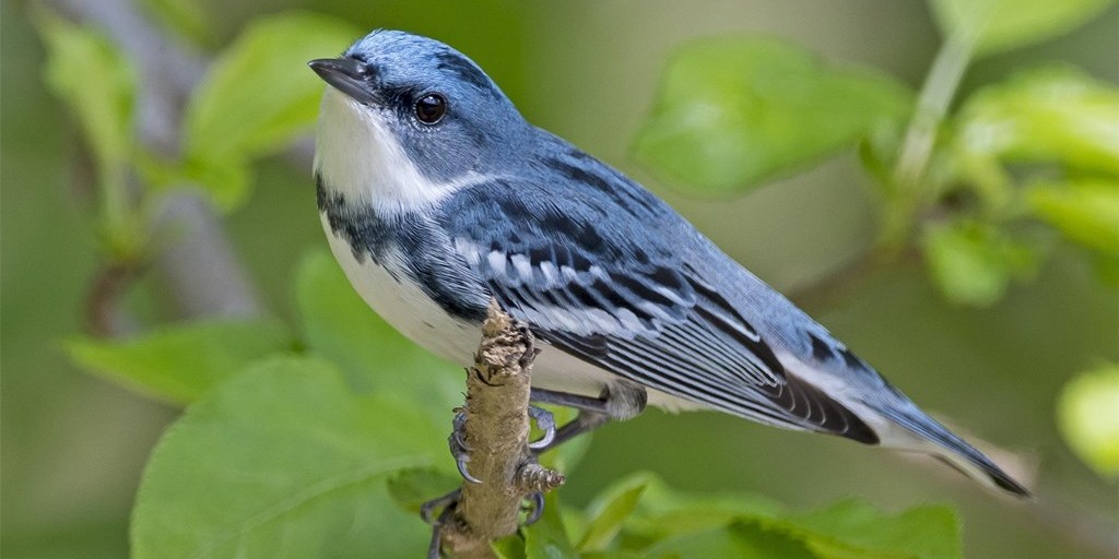 ceruleanwarbler