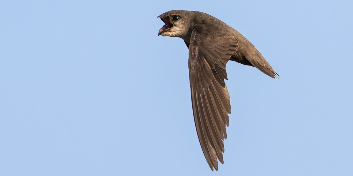 chimneyswift
