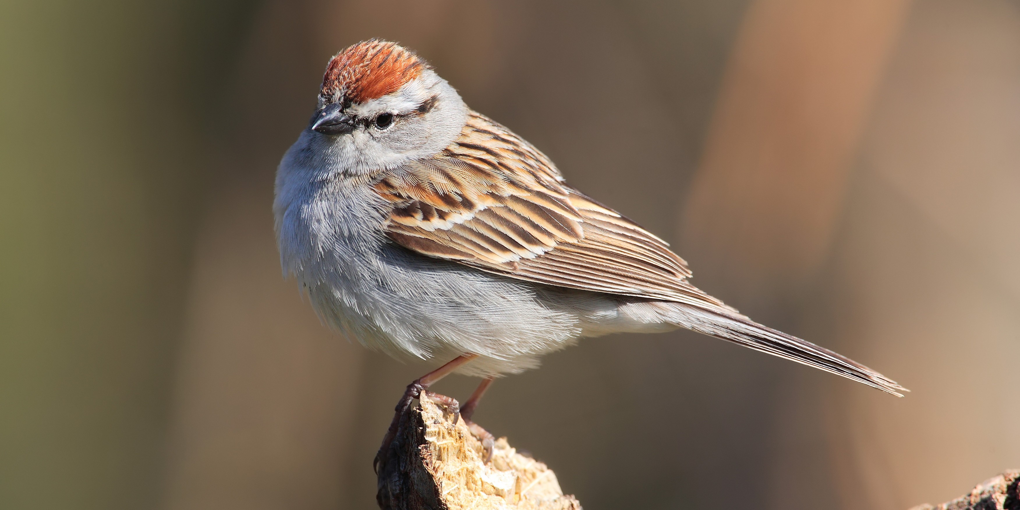 chippingsparrow