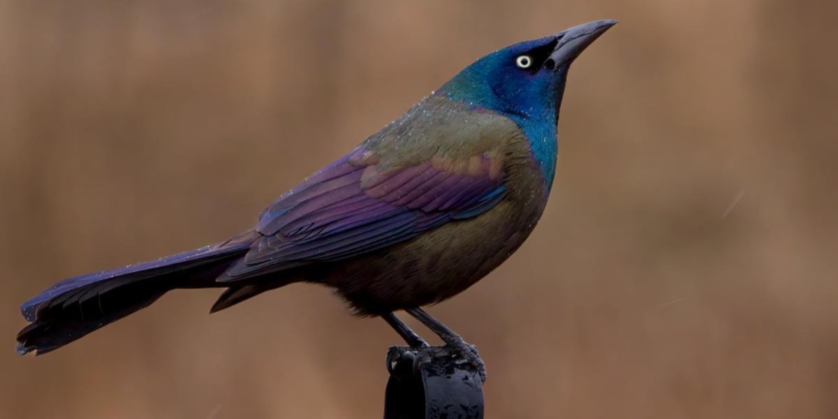 commongrackle