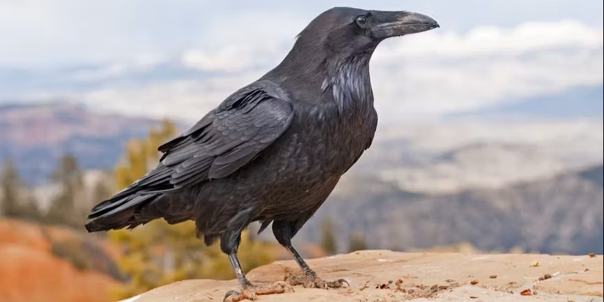 common raven
