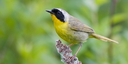 commonyellowthroat
