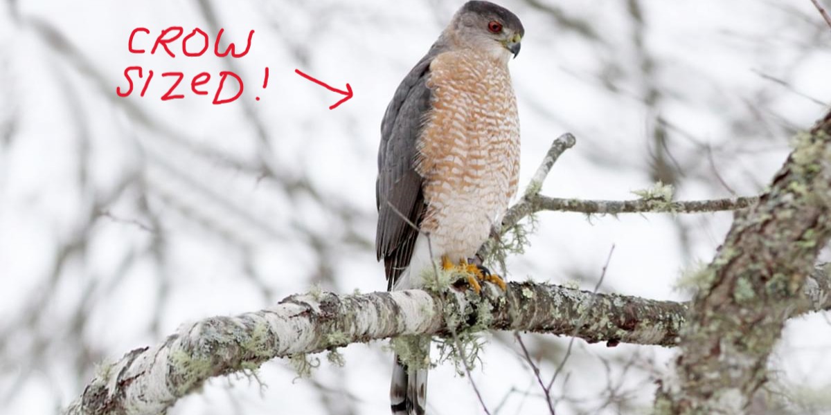 cooper's hawk
