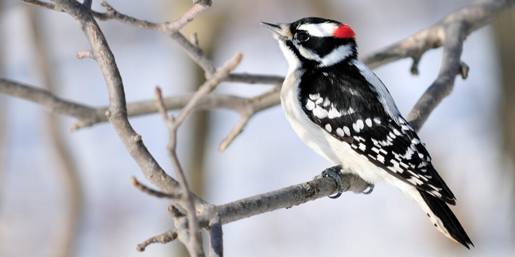 downywoodpecker