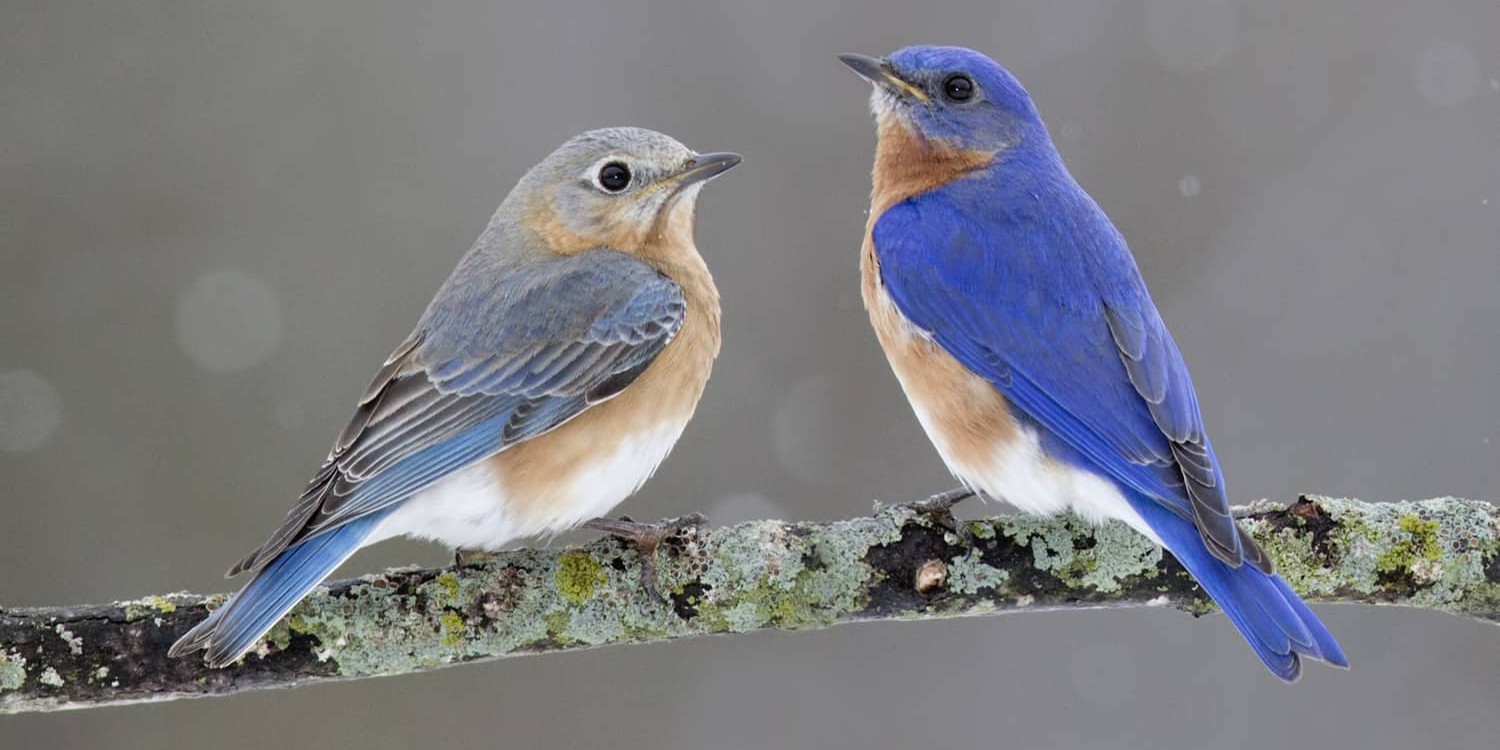 easternbluebird