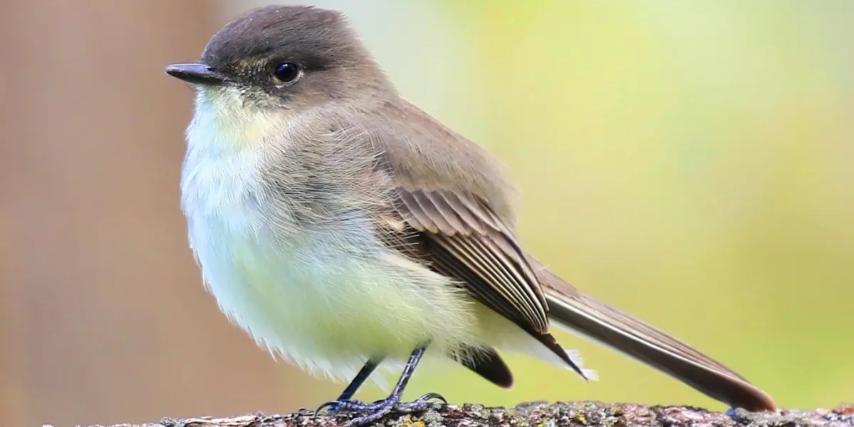 easternphoebe