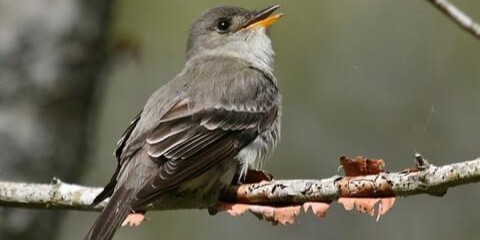easternwoodpewee