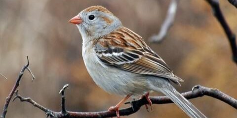 fieldsparrow