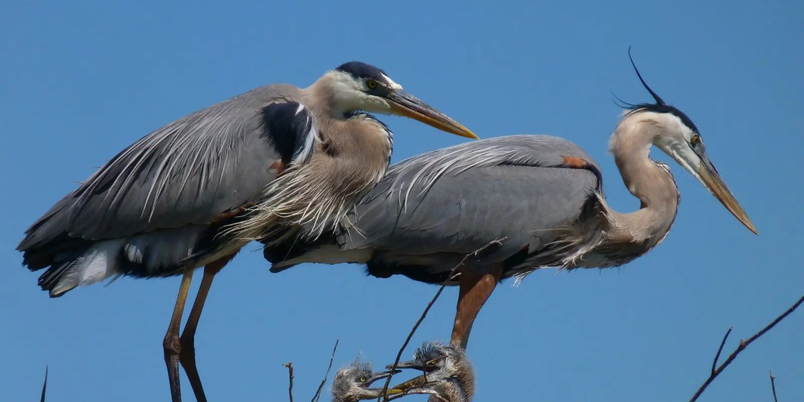 great blue heron