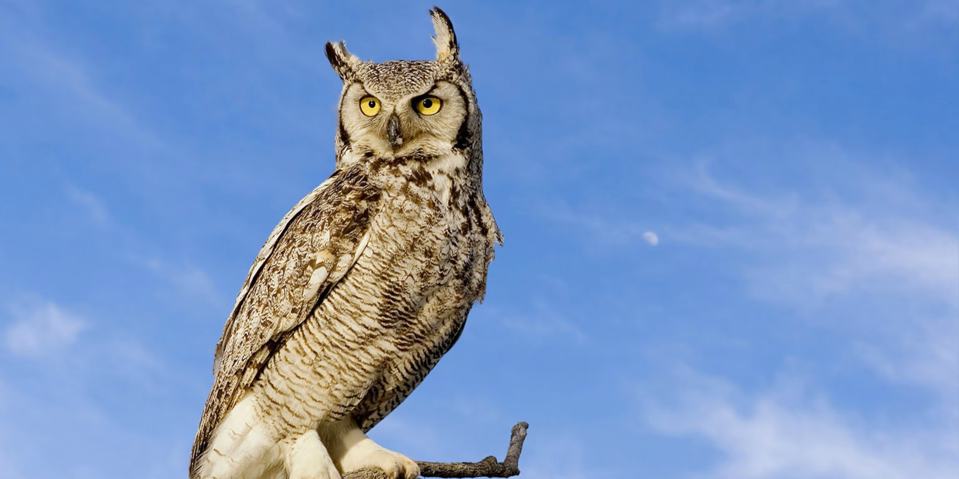 greathornedowl