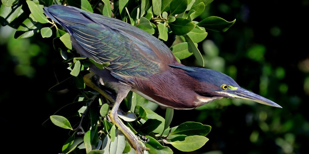green heron
