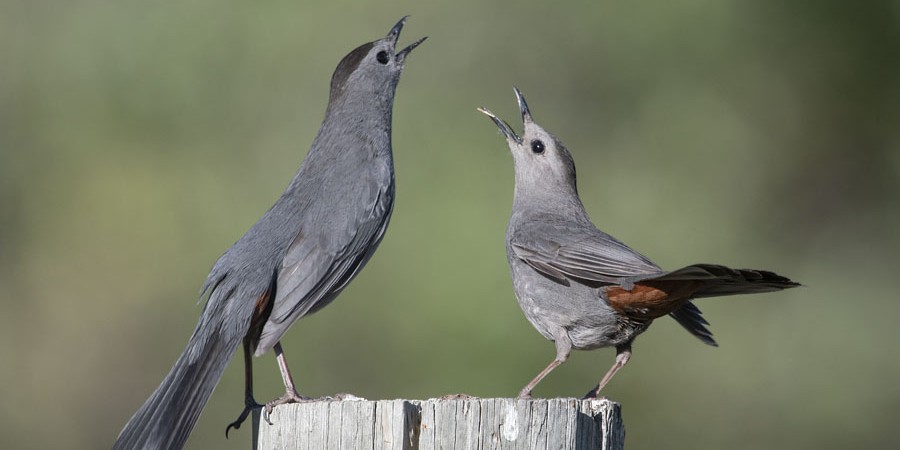 greycatbird