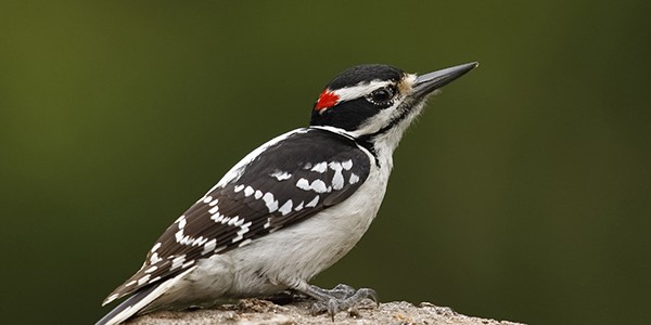 hairywoodpecker
