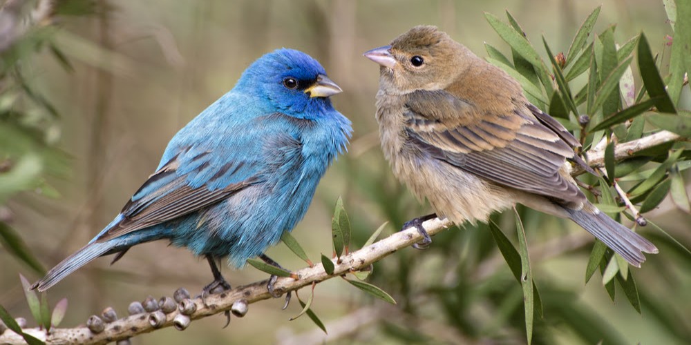 indigobunting