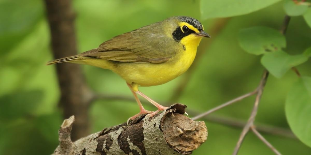 kentuckywarbler