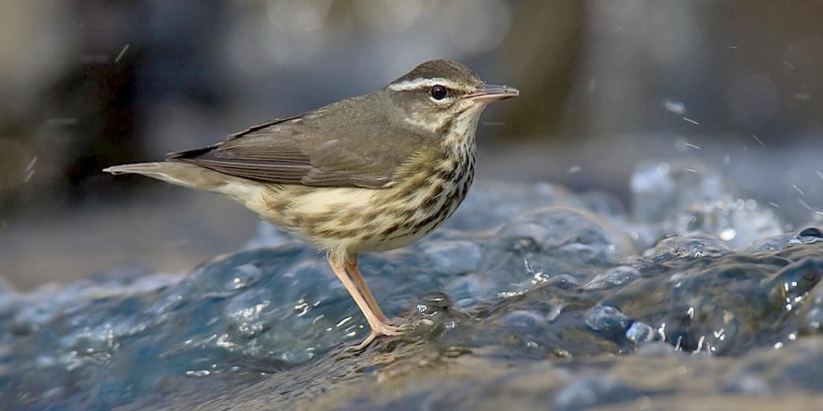 louisianawaterthrush