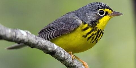 magnoliawarbler