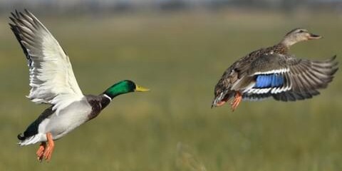 mallard