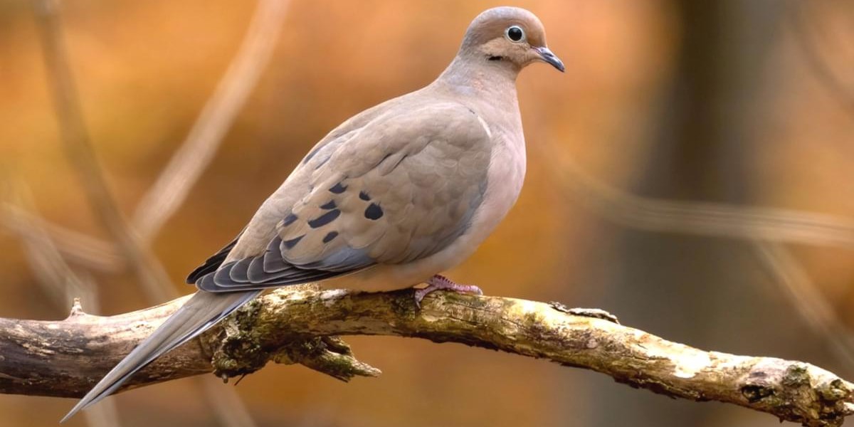 mourningdove