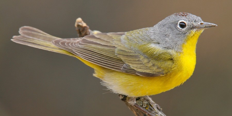 nashvillewarbler
