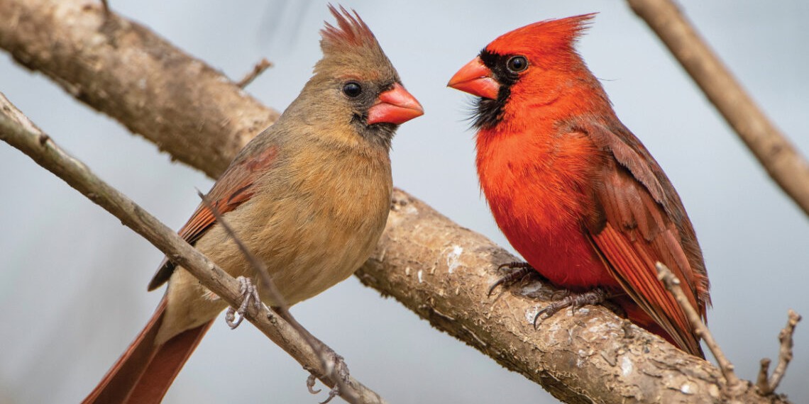 northerncardinal