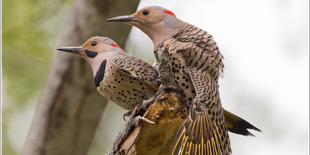 northernflicker