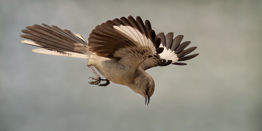 northernmockingbird