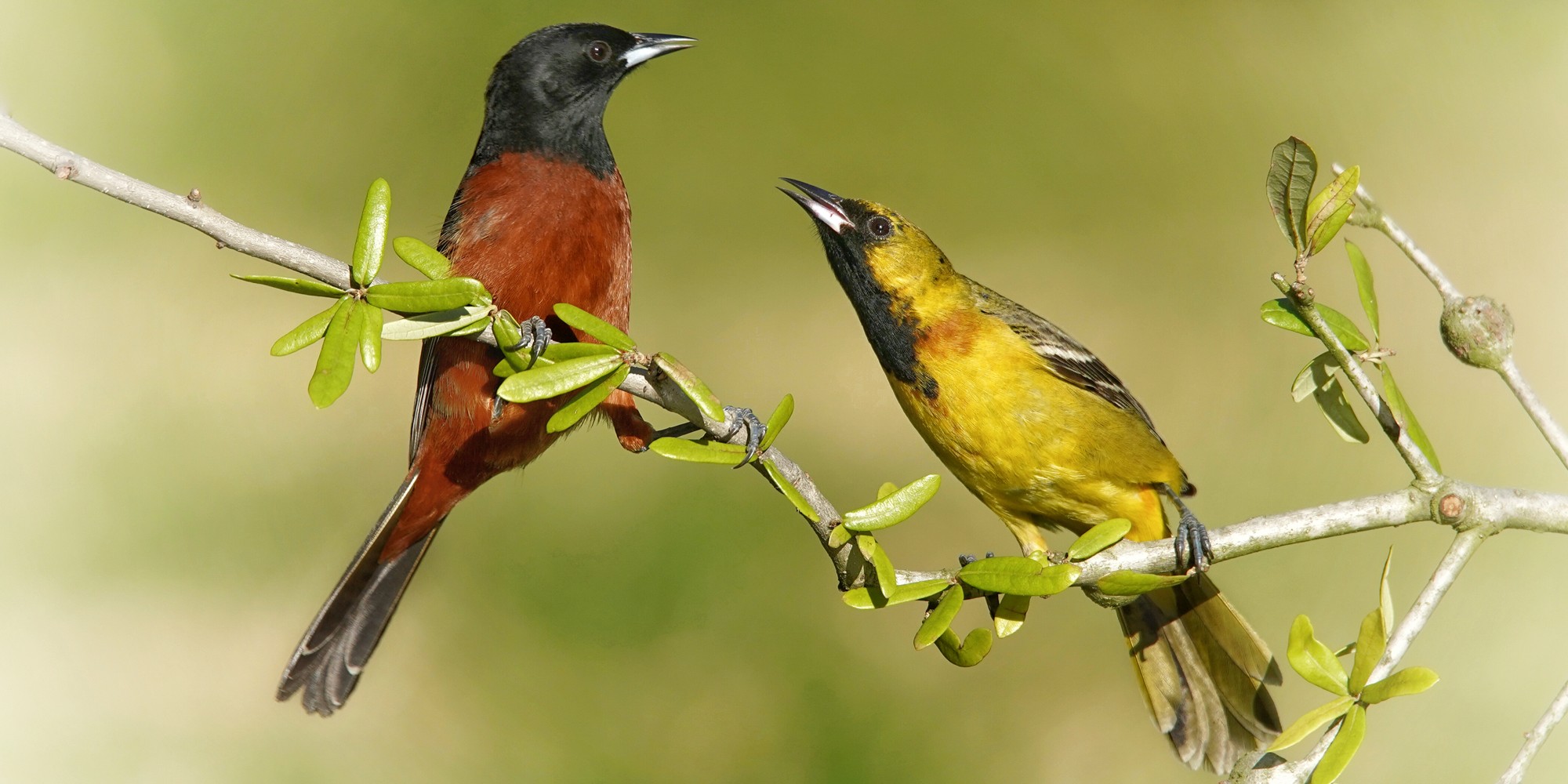 orchardoriole